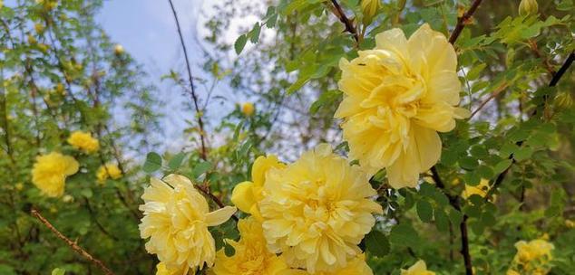 一束黄色蔷薇花代表什么？它的寓意有哪些？