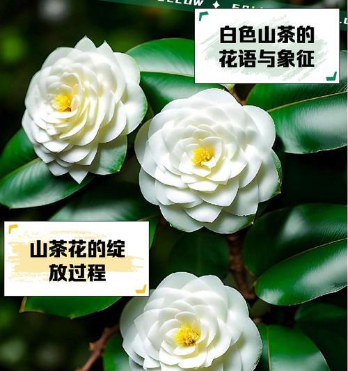 哪些白色花寓意好？白色花的象征意义是什么？