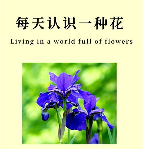 希腊文化中有哪些花的寓意？