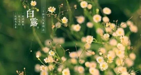 白露节气有哪些花语？它们各自代表什么？
