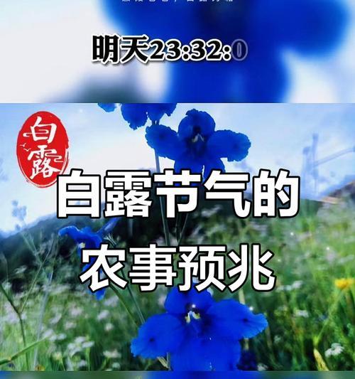白露节气有哪些花语？它们各自代表什么？