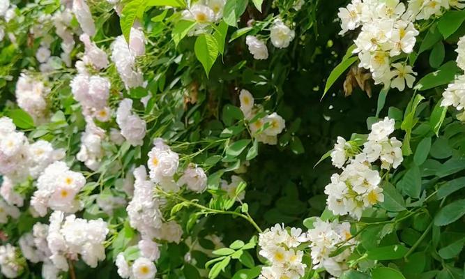 绿色蔷薇花代表什么？绿色蔷薇花语是什么？