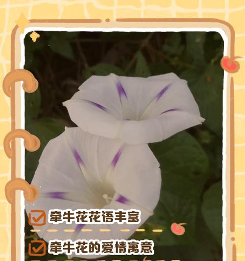 牵手花哪种颜色寓意最佳？