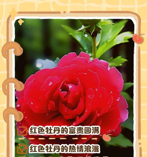 什么花象征最真挚的爱情？寻找代表真爱的花卉有哪些？