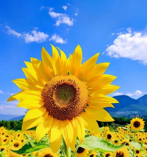 什么花象征最真挚的爱情？寻找代表真爱的花卉有哪些？