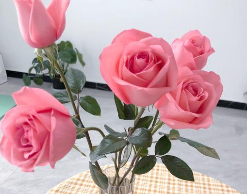 灰色花象征幸运吗？灰色幸运花是什么？