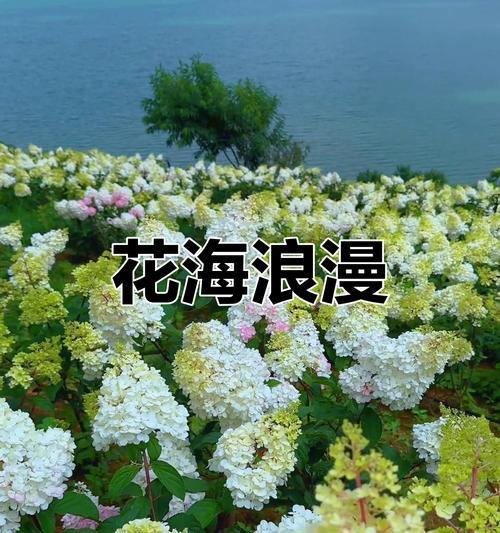 七月有哪些花寓意浪漫？开放在七月的浪漫花有哪些？