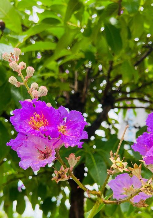 七月有哪些花寓意浪漫？开放在七月的浪漫花有哪些？