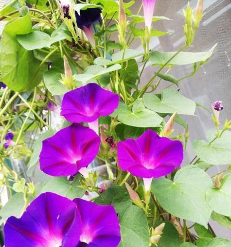 牵牛花寓意高升吗？
