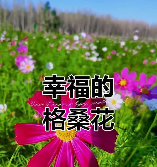 一月份开放的花有哪些寓意幸福的？