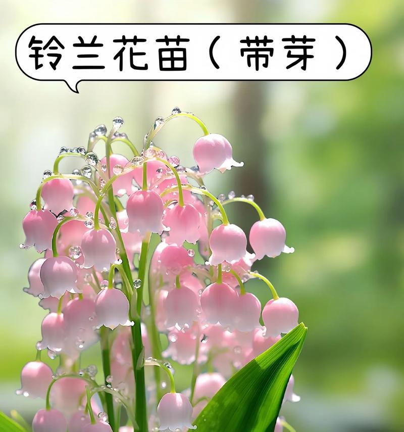 一月份开放的花有哪些寓意幸福的？