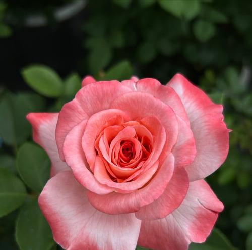月季花颜色不同代表什么？