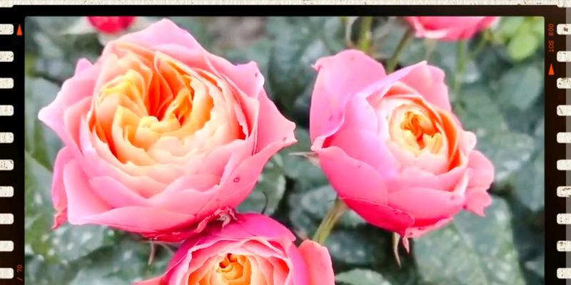 月季花颜色不同代表什么？