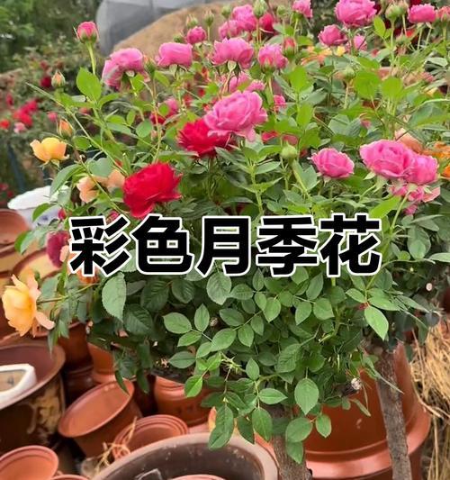 月季花颜色不同代表什么？