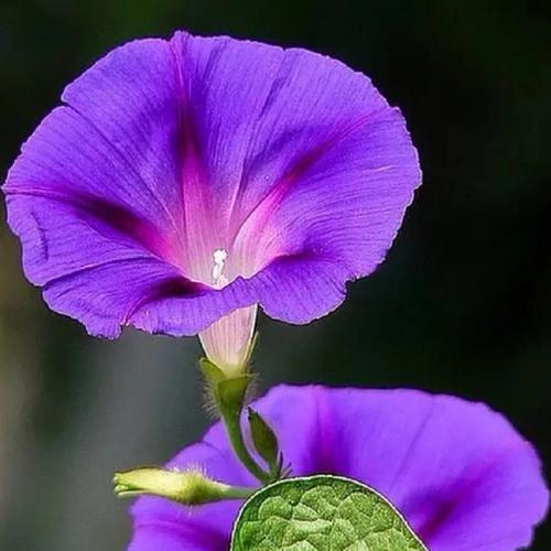 紫色花语广丰是什么？紫色花有哪些特别的含义？