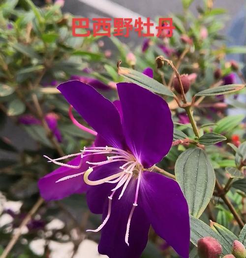 紫色花语广丰是什么？紫色花有哪些特别的含义？