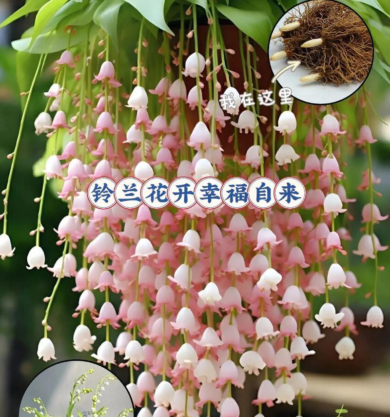哪些花代表着幸福的含义？