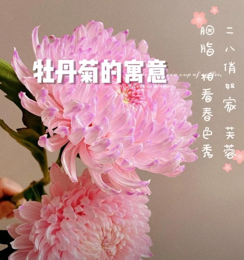老人捡到牡丹花有何寓意？牡丹花在传统文化中代表什么？