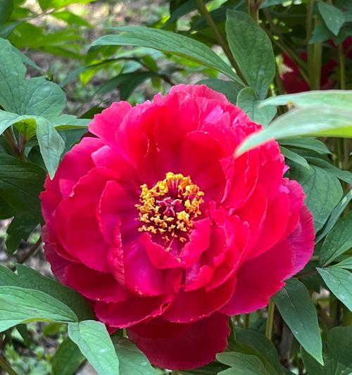 老人捡到牡丹花有何寓意？牡丹花在传统文化中代表什么？