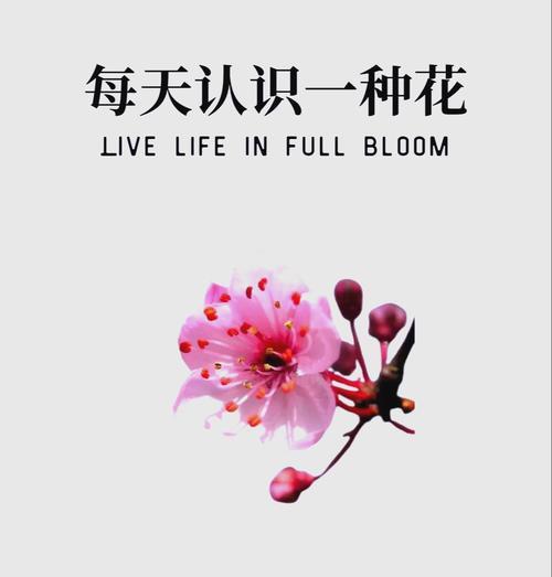 哪种花的花语象征快乐？它们的寓意是什么？