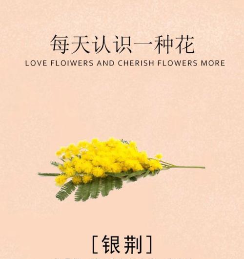 哪种花的花语象征快乐？它们的寓意是什么？
