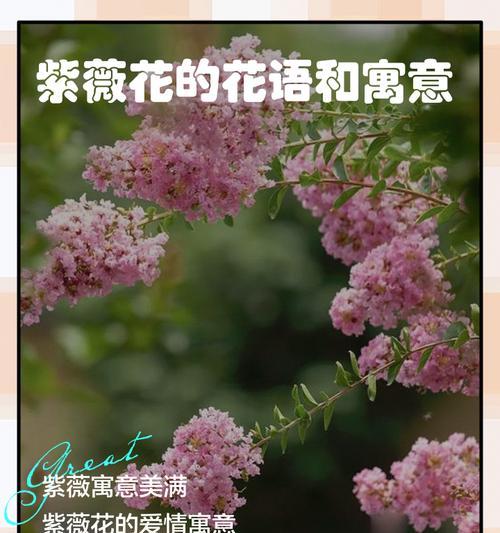哪些花寓意爱情很好？它们的花语是什么？