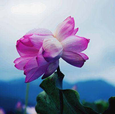 同枝双色花的寓意是什么？它在花语中代表什么？