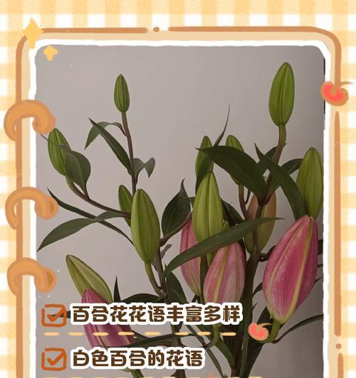手捧花中的百合象征着什么？百合花语有哪些？