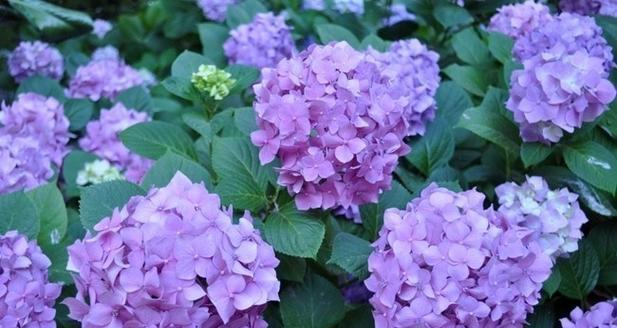 紫色花的爱情寓意是什么？紫色代表爱情的花有哪些？