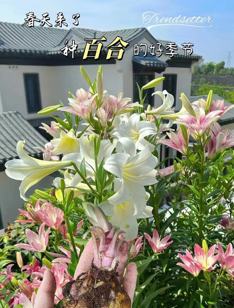 绿色百合花的花语是什么？