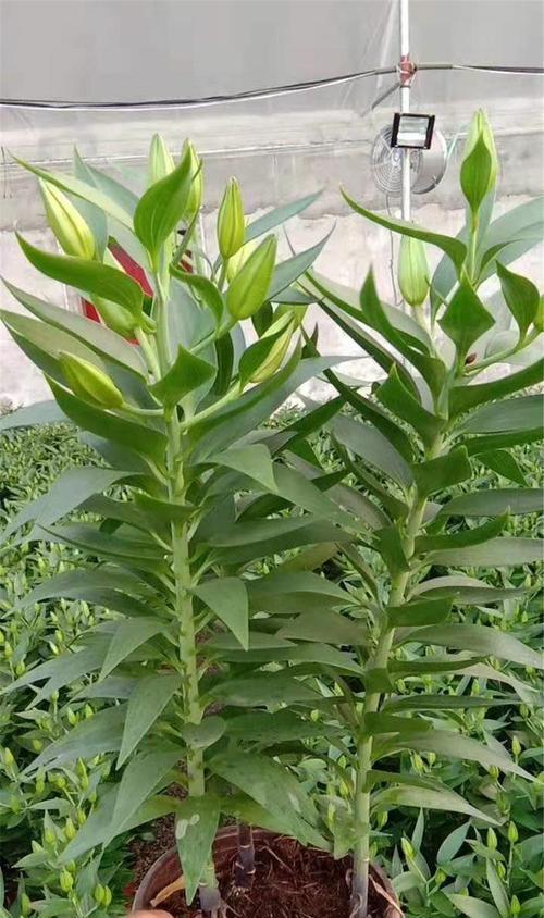 绿色百合花的花语是什么？