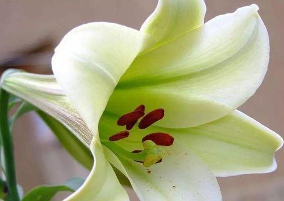 绿色百合花的花语是什么？