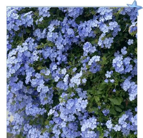 蓝色花象征抑郁吗？哪种蓝色花有这种含义？