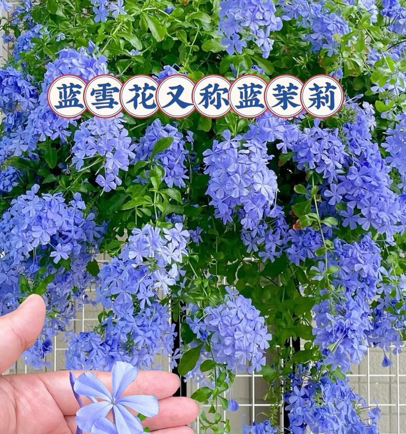 蓝色花象征抑郁吗？哪种蓝色花有这种含义？