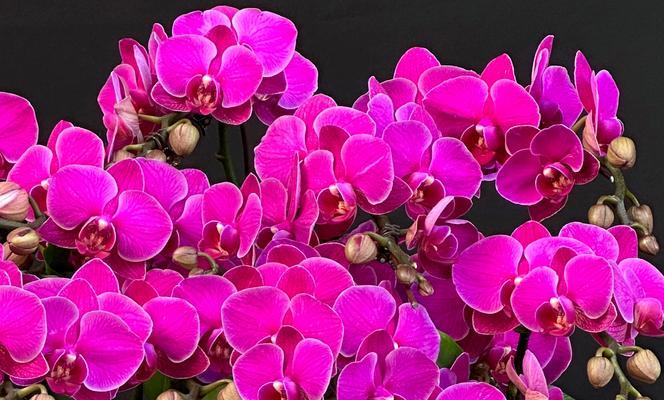 白色蝴蝶花象征着什么？它的花语有哪些？