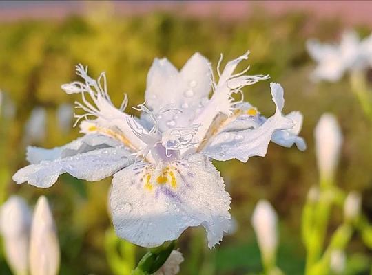 白色蝴蝶花象征着什么？它的花语有哪些？