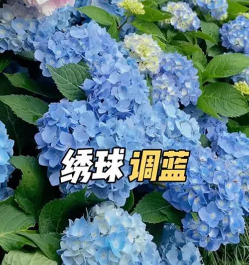 过年时蓝色花代表什么？它的含义是什么？
