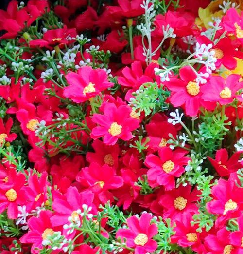 哪种颜色的花象征纯洁与热烈？它们的花语是什么？