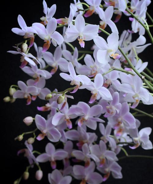 错开季节开花的花有哪些含义？