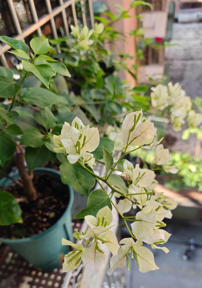 错开季节开花的花有哪些含义？