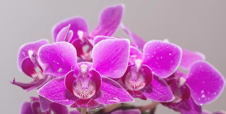 哪些花在传统意义上代表浪漫？