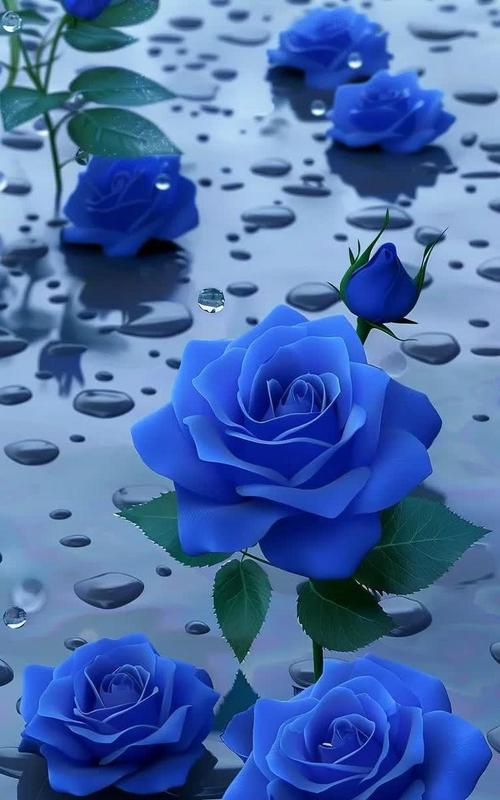 七色玫瑰花的花语是什么？七色玫瑰花的寓意有哪些？