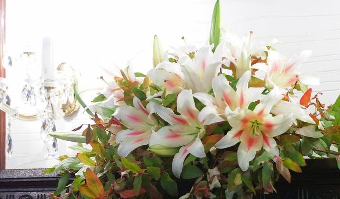 菊花、富贵竹和百合花的共同寓意是什么？