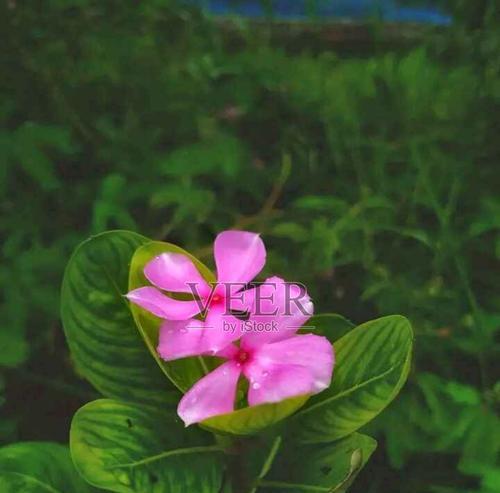 粉红色的花有哪些？它们象征着什么？