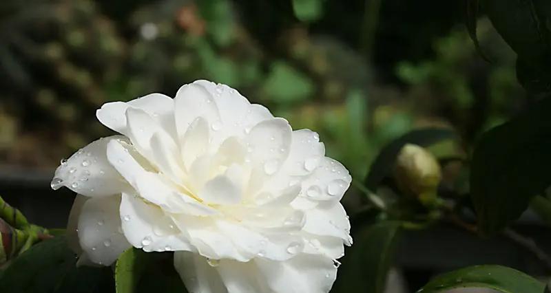 白色花瓣的花有哪些花语？
