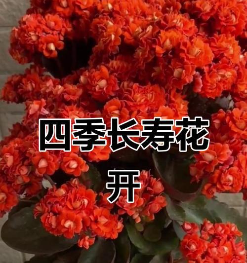 红色长寿花寓意着什么？它在生活中有哪些象征？