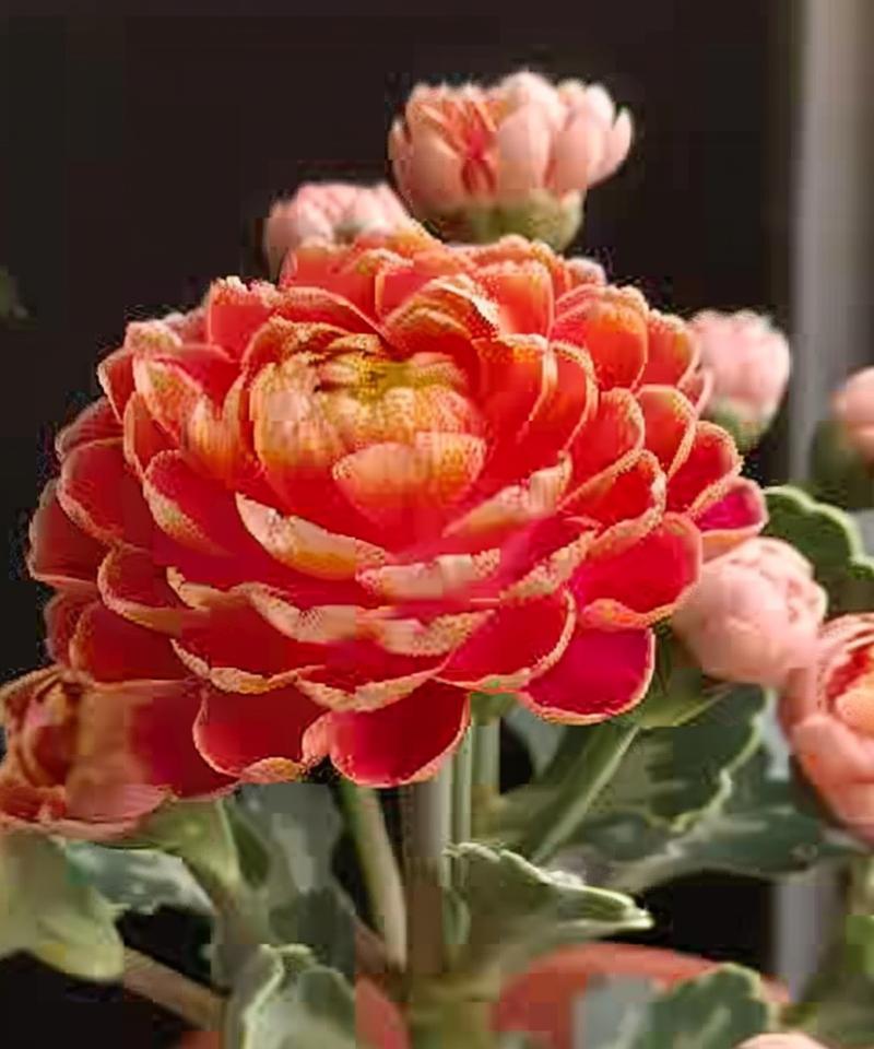红色长寿花寓意着什么？它在生活中有哪些象征？