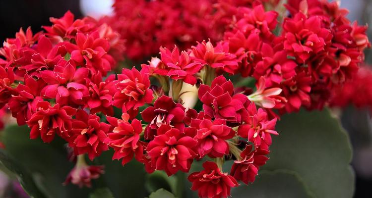 红色长寿花寓意着什么？它在生活中有哪些象征？