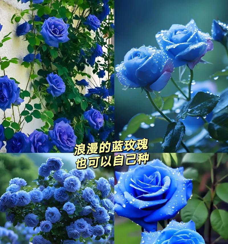 9朵蓝色玫瑰花代表什么含义？
