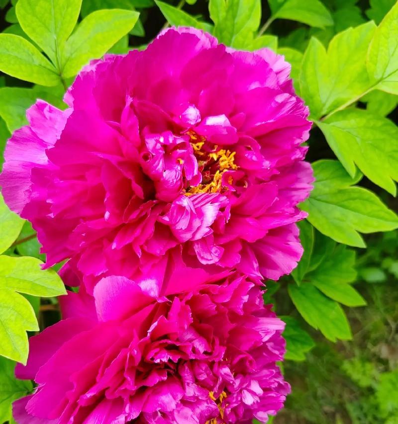 象征和睦富贵的花有哪些？它们的花语和寓意是什么？